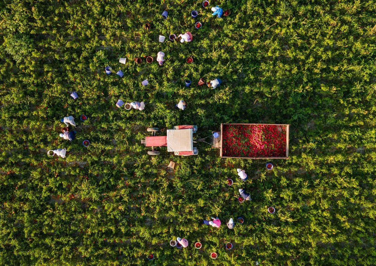 Dal Distretto del Cibo a Moliserie: una rete per valorizzare le filiere agroalimentari molisane