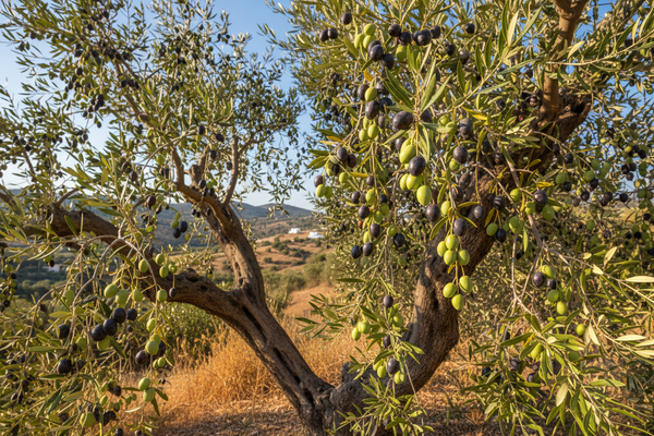 albero di ulivo con olive 