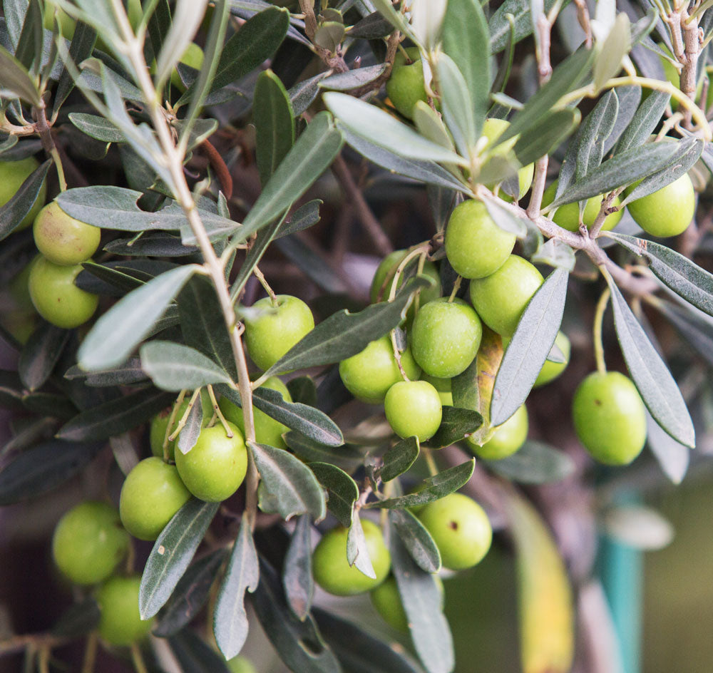 Olive del territorio molisano, specialità della gastronomia locale
